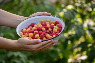 Çiftçi bir kasede ahududu, ahududu topluyor. Seçici odak