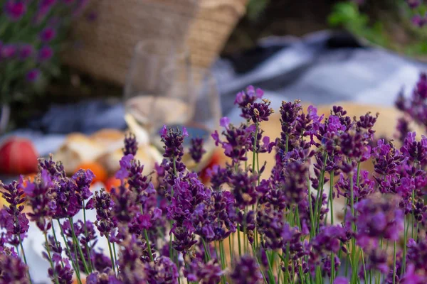 Picnic Lavender Field Rest Nature Wine Fruit Berries Selective Focus — Stock Photo, Image