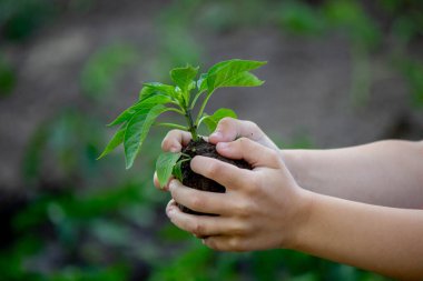 Çocuk elinde bir filiz tutuyor. Seçici odaklanma. Doğa