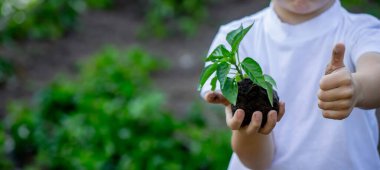 Çocuk elinde bir filiz tutuyor. Seçici odaklanma. Doğa