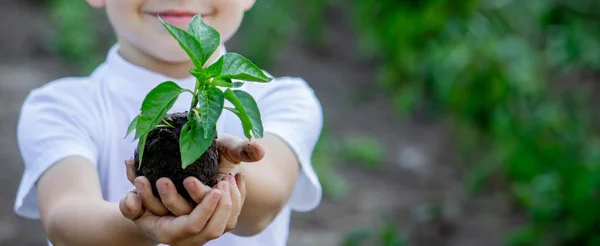 Child Holds Sprout His Hands Selective Focus Nature — Stock Photo, Image
