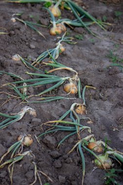 Soğanlar bahçede yetişir. Seçici odaklanma. Doğa