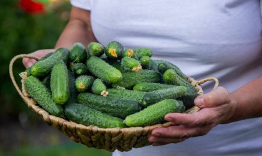 Kadın çiftçi bahçede bir sepet salatalık tutuyor. Seçici odaklanma. Doğa