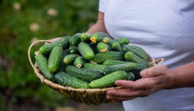 Kadın çiftçi bahçede bir sepet salatalık tutuyor. Seçici odaklanma. Doğa