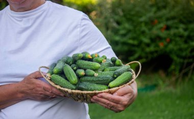 Kadın çiftçi bahçede bir sepet salatalık tutuyor. Seçici odaklanma. Doğa