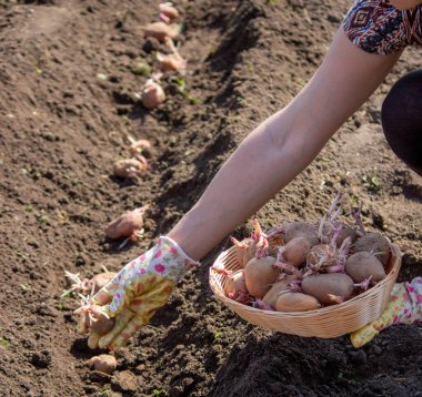 Baharda patates ekmek, ellerinde çiftlik patatesleri. Seçici odaklanma. Doğa