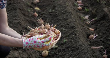 Baharda patates ekmek, ellerinde çiftlik patatesleri. Seçici odaklanma. Doğa