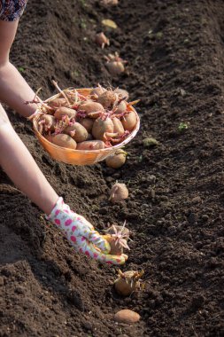 Baharda patates ekmek, ellerinde çiftlik patatesleri. Seçici odaklanma. Doğa