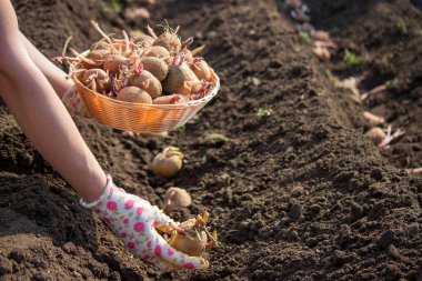 Baharda patates ekmek, ellerinde çiftlik patatesleri. Seçici odaklanma. Doğa