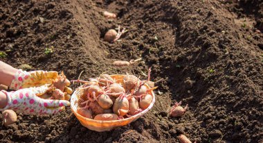 Baharda patates ekmek, ellerinde çiftlik patatesleri. Seçici odaklanma. Doğa