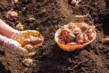 Baharda patates ekmek, ellerinde çiftlik patatesleri. Seçici odaklanma. Doğa