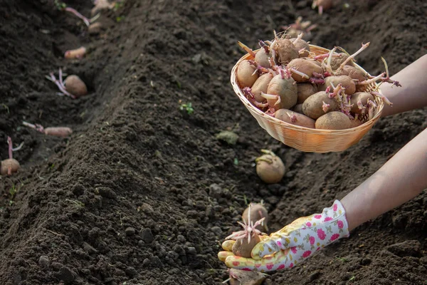 planting potatoes in spring, farm potatoes in hands. Selective focus. Nature