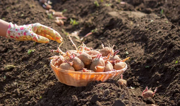 Plantando Batatas Primavera Batatas Fazenda Mãos Foco Seletivo Natureza — Fotografia de Stock