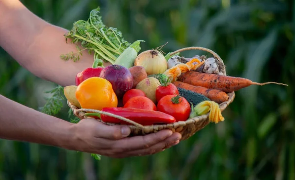 Farmer Holds Basket Vegetables His Hands Selective Focus Nature — Stock Photo, Image