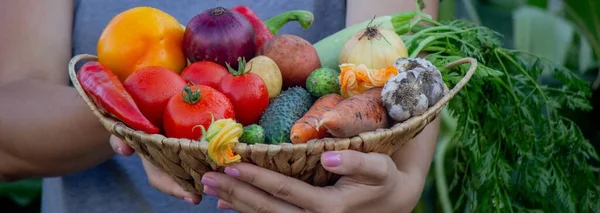 Agricultor Sostiene Una Cesta Verduras Sus Manos Enfoque Selectivo Naturaleza —  Fotos de Stock