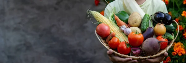 stock image boy in the garden holding a bowl of freshly picked vegetables. selective focus