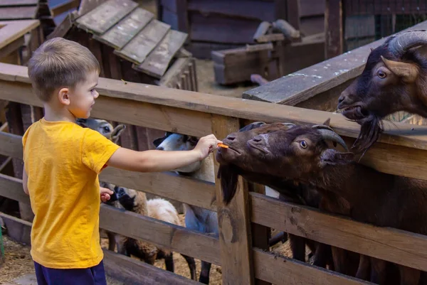 the boy feeds the animals in the zoo. Selective focus. Nature.