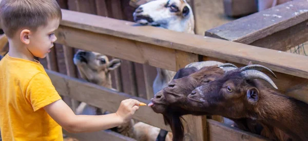 少年は動物園で動物に餌を与えている 選択的な焦点 ネイチャー ストックフォト