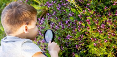 Çocuk büyüteçten çiçeğe bakıyor. seçici odak