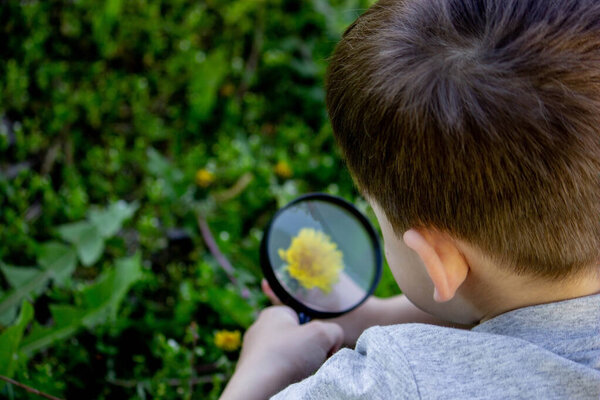 Мальчик смотрит на цветок через лупу. селективный фокус