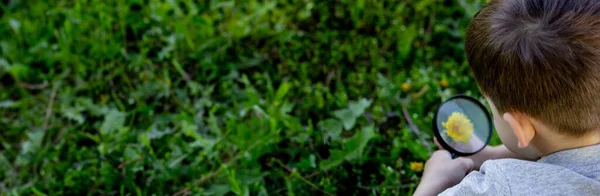 Хлопчик Дивиться Квітку Через Збільшувальний Стакан Вибірковий Фокус — стокове фото