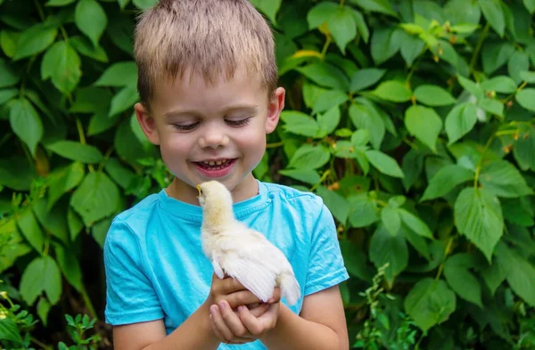 Child Holds Chicken His Hands Boy Bird Selective Focus — Stock Photo, Image