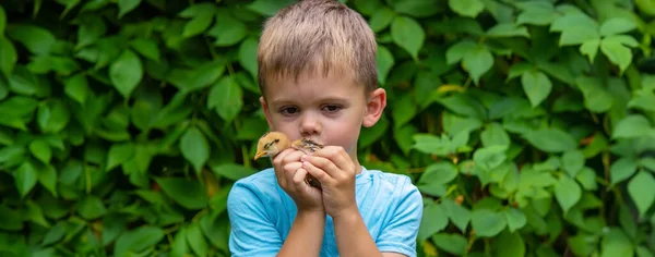 Enfant Tient Poulet Dans Ses Mains Garçon Oiseau Concentration Sélective — Photo