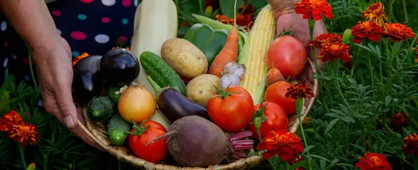 Woman Farmer Holds Basket Vegetables Her Hands Selective Focus Nature — Stock Photo, Image