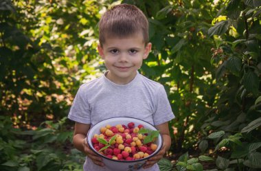 Çocuk elinde bir kase taze toplanmış ahududu tutuyor. Seçici odaklanma. Doğa