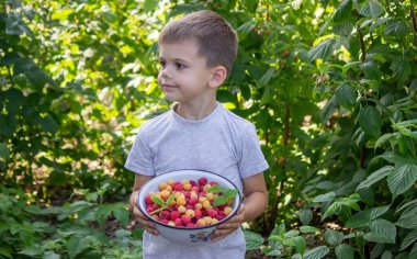 Çocuk elinde bir kase taze toplanmış ahududu tutuyor. Seçici odaklanma. Doğa