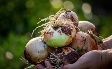 Çiftçi kız elinde bir soğan tutuyor. Seçici odaklanma. Doğa