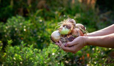 Çiftçi kız elinde bir soğan tutuyor. Seçici odaklanma. Doğa
