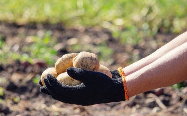 Erkek bir çiftçi elinde bir patates tutuyor. Seçici odaklanma. Doğa