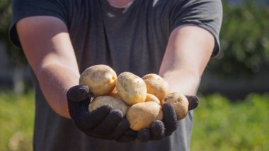 Erkek bir çiftçi elinde bir patates tutuyor. Seçici odaklanma. Doğa