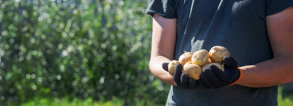 男の農夫が ジャガイモを手に持ってる 選択的な焦点 ネイチャー — ストック写真