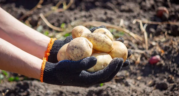 男の農夫が ジャガイモを手に持ってる 選択的な焦点 ネイチャー ロイヤリティフリーのストック写真