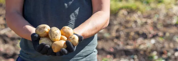男の農夫が ジャガイモを手に持ってる 選択的な焦点 ネイチャー ロイヤリティフリーのストック写真
