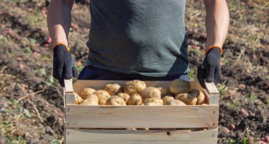 Erkek bir çiftçi elinde bir patates tutuyor. Seçici odaklanma. Doğa