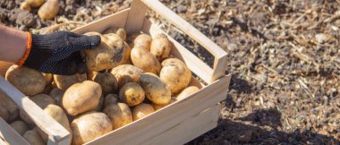 Erkek bir çiftçi elinde bir patates tutuyor. Seçici odaklanma. Doğa