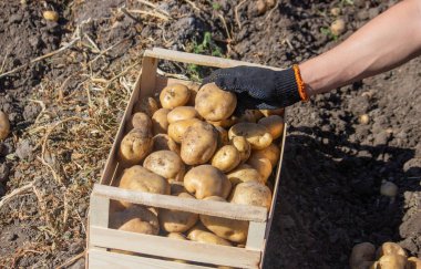Erkek bir çiftçi elinde bir patates tutuyor. Seçici odaklanma. Doğa