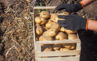 Erkek bir çiftçi elinde bir patates tutuyor. Seçici odaklanma. Doğa