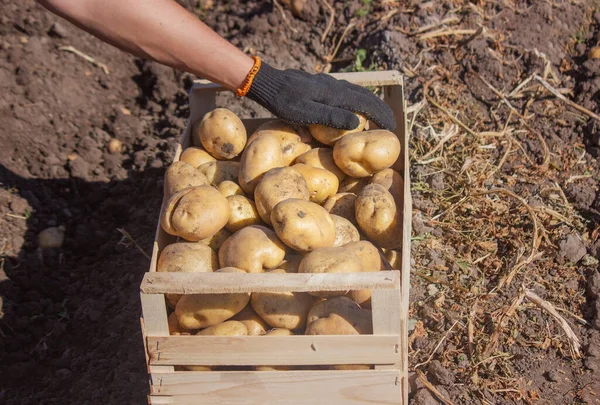 Erkek bir çiftçi elinde bir patates tutuyor. Seçici odaklanma. Doğa