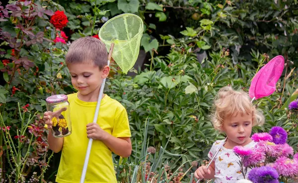 Çocuklar kavanozda kelebek yakalar. Seçici odaklanma. Doğa
