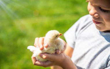 Bir çocuk elinde bir tavuk tutuyor. Bir oğlan ve bir kuş. Seçici odak.