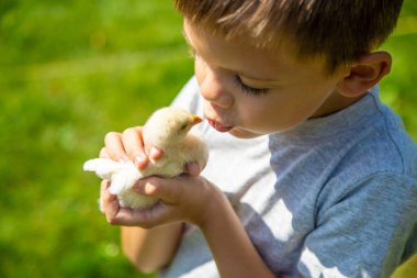 Bir çocuk elinde bir tavuk tutuyor. Bir oğlan ve bir kuş. Seçici odak.
