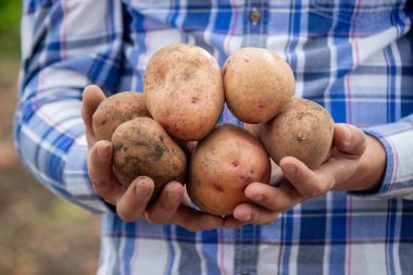 Bahçede kürek ve patates. Çiftçi patatesleri elinde tutuyor. Patates topluyorum.