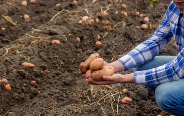 Bahçede kürek ve patates. Çiftçi patatesleri elinde tutuyor. Patates topluyorum.