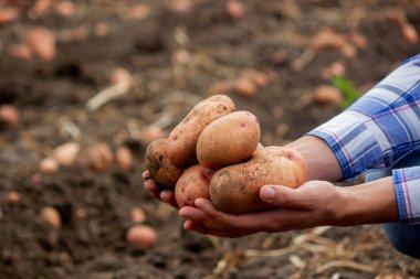 Bahçede kürek ve patates. Çiftçi patatesleri elinde tutuyor. Patates topluyorum.