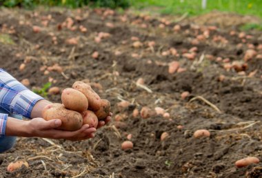 Bahçede kürek ve patates. Çiftçi patatesleri elinde tutuyor. Patates topluyorum.