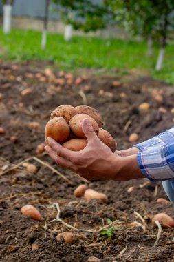 Bahçede kürek ve patates. Çiftçi patatesleri elinde tutuyor. Patates topluyorum.